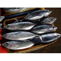 Cá ngừ